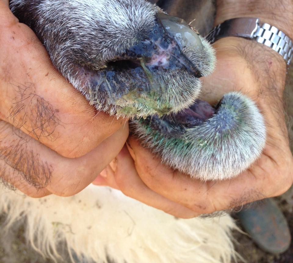 Mjekësia Veterinare Shqiptare, "Veterineret" -Gjuha blu-