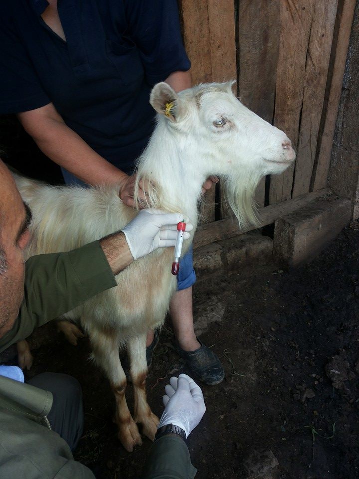 "Veterineret" -Gjuha blu