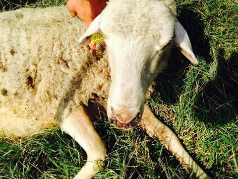Mjekësia Veterinare Shqiptare, "Veterineret" -Gjuha blu-