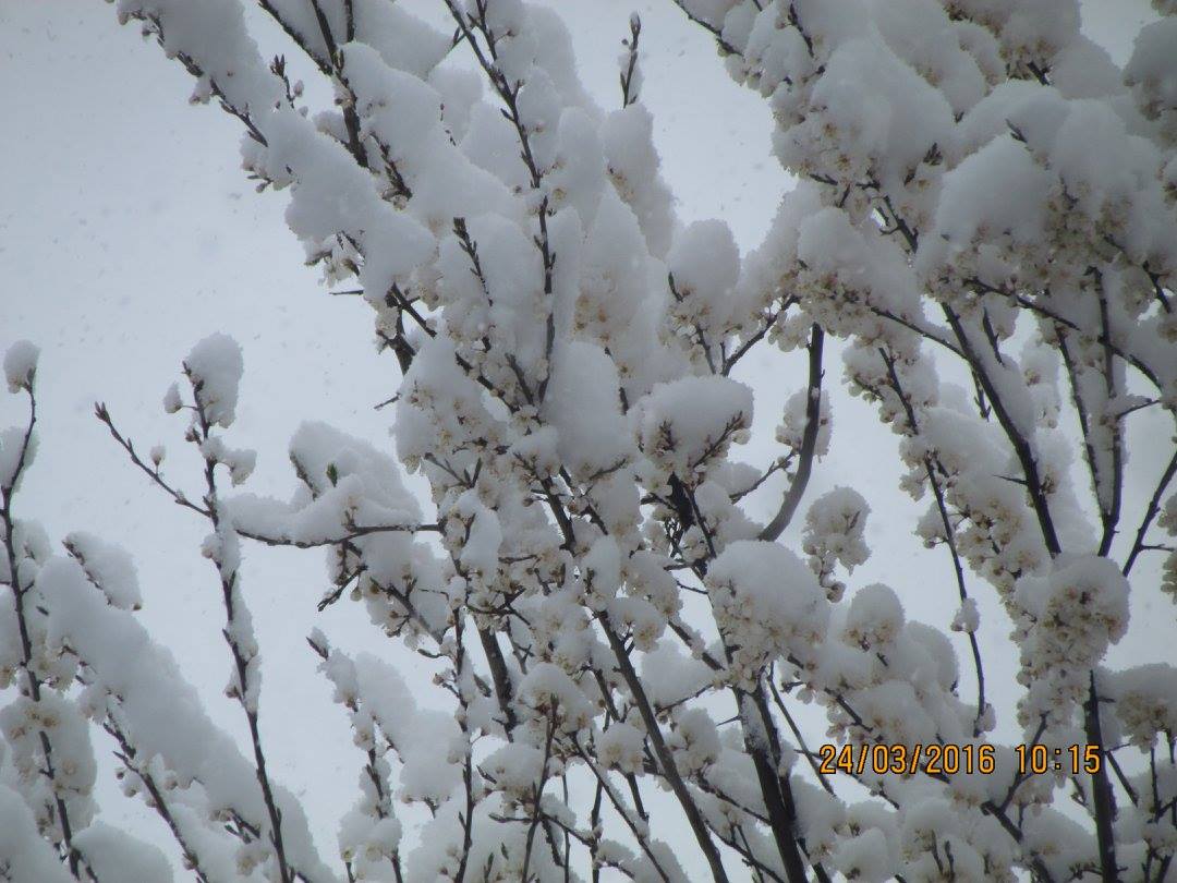 Foto nga i ndjeri Arben Palushi , Biolog