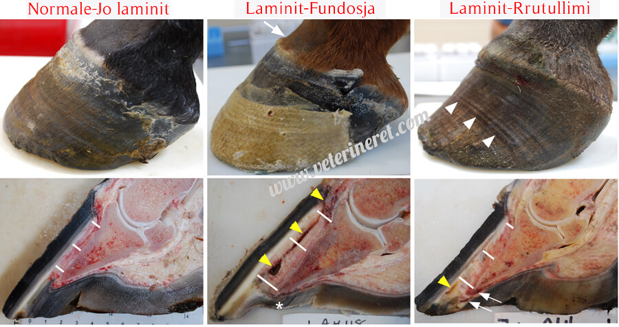 Foto credit: Universiteti i Veterinarise PennVet, Pennsylvania, SHBA